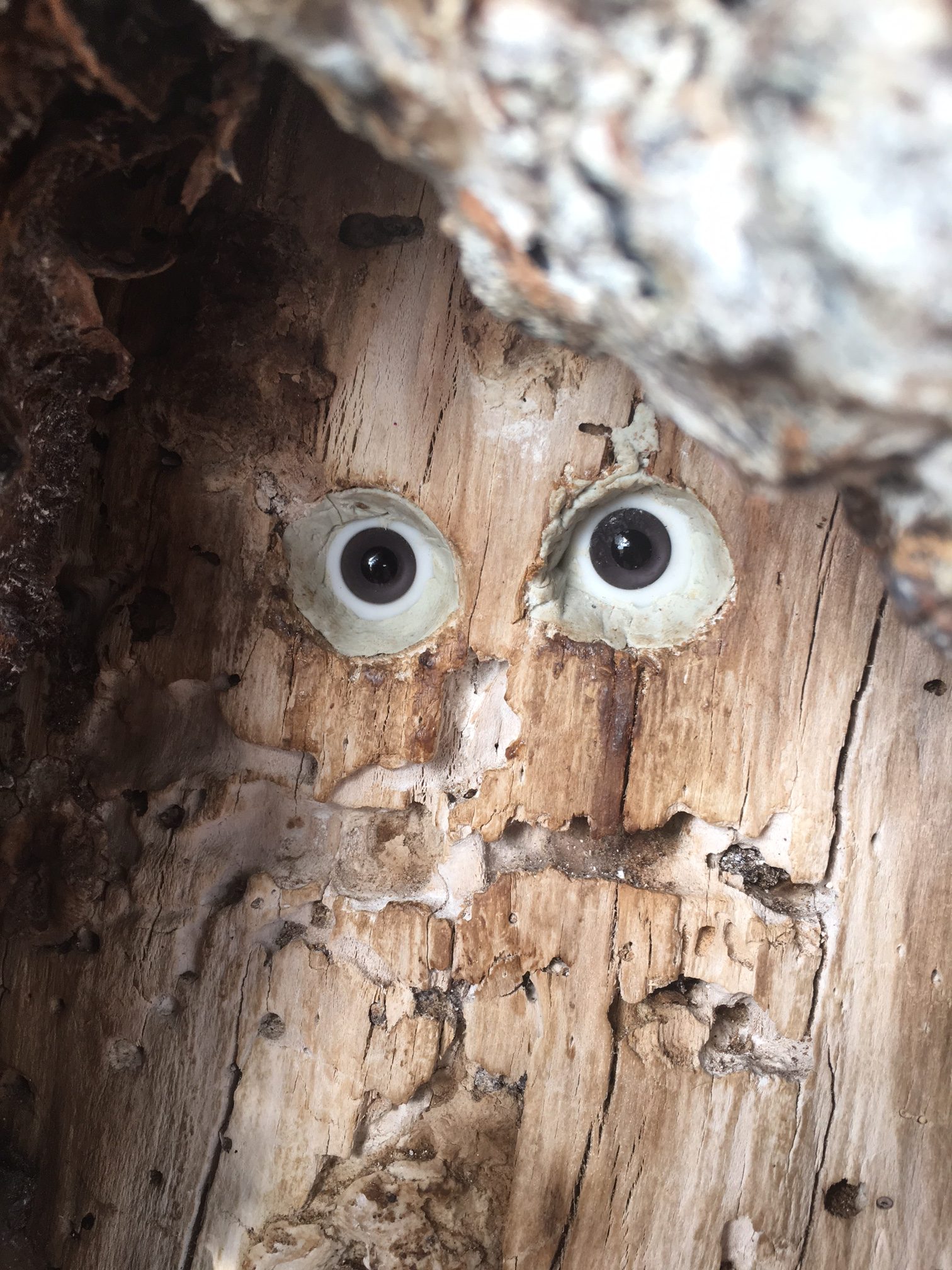 Eyes in tree door